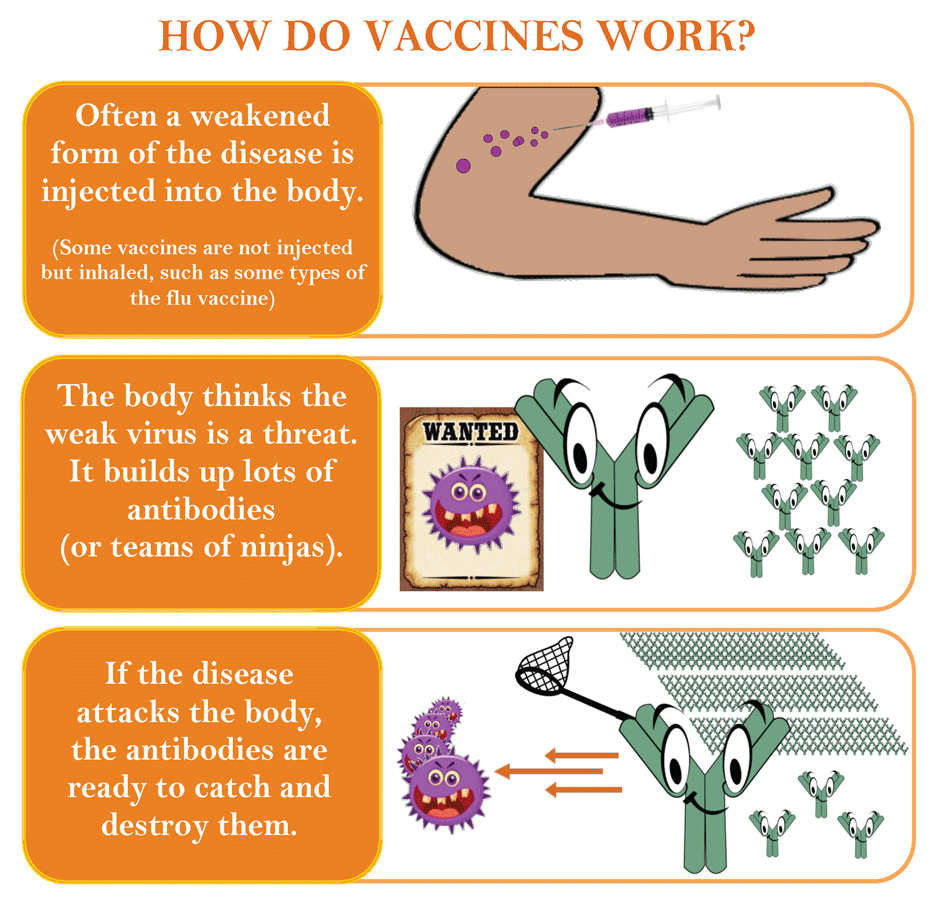 Vaccines Calling The Shots Worksheet Answers